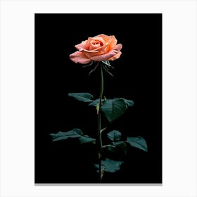 Single Rose On Black Background 39 Canvas Print