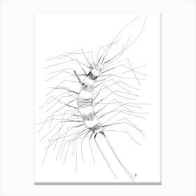 Minimalist Scolopendra white black abstract nature sketch minimal line ink drawing  Canvas Print