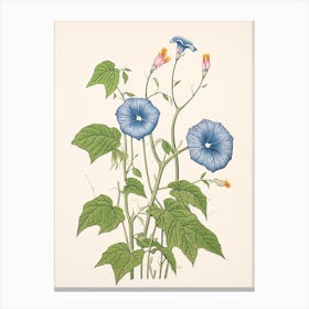 Asagao Morning Glory 2 Vintage Japanese Botanical Canvas Print