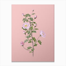 Vintage Pink Scotch Briar Rose Botanical on Soft Pink Canvas Print