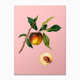 Vintage Peach Botanical on Soft Pink n.0779 Canvas Print