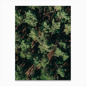 Just A Bunch Of Trees Canvas Print