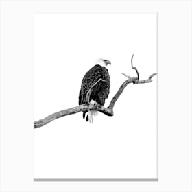 Bald Eagle Black And White Art Print Canvas Print