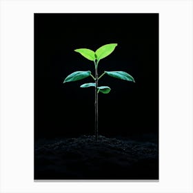 Young Plant On A Black Background Canvas Print