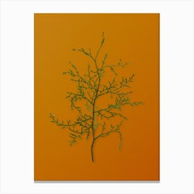 Vintage Sictus Tree Botanical on Sunset Orange n.0171 Canvas Print
