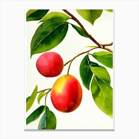 Guava 1 Italian Watercolour fruit Canvas Print