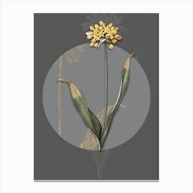 Vintage Botanical Golden Garlic on Circle Gray on Gray n.0246 Canvas Print