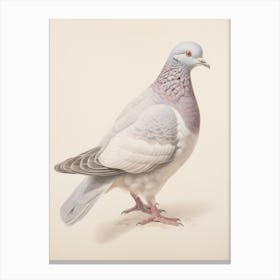 Vintage Bird Drawing Pigeon 2 Canvas Print
