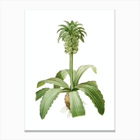 Vintage Eucomis Regia Botanical Illustration on Pure White n.0334 Canvas Print