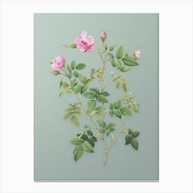 Vintage Pink Flowering Rosebush Botanical Art on Mint Green n.0255 Canvas Print