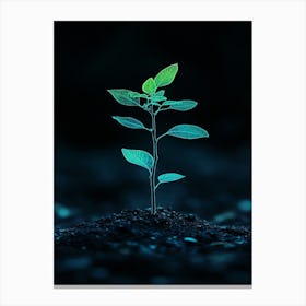 Small Green Plant On Dark Background 3 Canvas Print