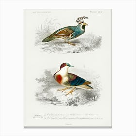 Different Types Of Birds, Charles Dessalines D'Orbigny 23 Canvas Print