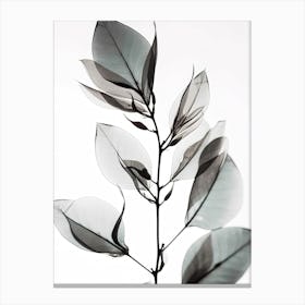Leaf On A Branch Black And White Flower Silhouette Canvas Print