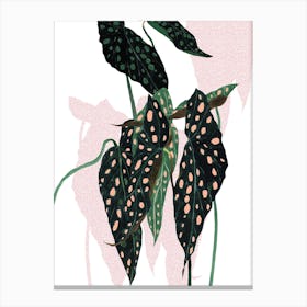 Begonia Maculata On White Canvas Print