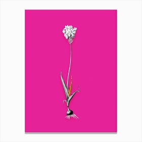 Vintage Chincherinchee Black and White Gold Leaf Floral Art on Hot Pink n.0729 Canvas Print