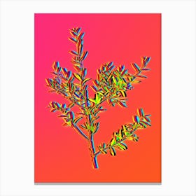 Neon Myrtle Dahoon Branch Botanical in Hot Pink and Electric Blue n.0008 Canvas Print