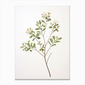 Licorice Root Vintage Botanical Herbs 0 Canvas Print