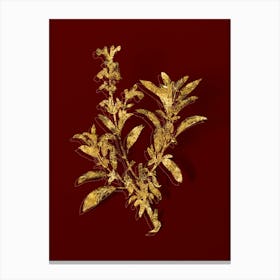 Vintage Garden Sage Botanical in Gold on Red n.0111 Canvas Print