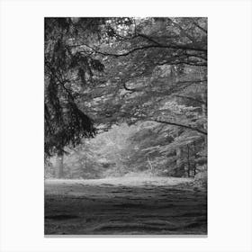 Path In The Woods Black and White 1 Canvas Print