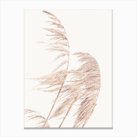 Reeds Canvas Print