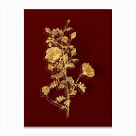 Vintage Pink Scotch Briar Rose Botanical in Gold on Red n.0573 Canvas Print