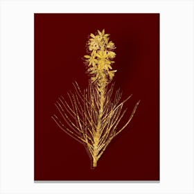 Vintage Yellow Asphodel Botanical in Gold on Red Canvas Print