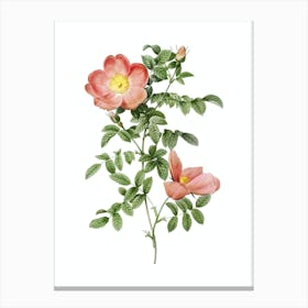 Vintage Red Sweetbriar Rose Botanical Illustration on Pure White Canvas Print