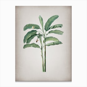 Vintage Banana Tree Botanical on Parchment n.0021 Canvas Print