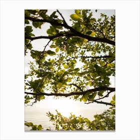 Sunset Summer Vibes In The Trees Canvas Print