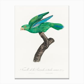 Marigold Parakeet, Female From Natural History Of Parrots, Francois Levaillant Canvas Print