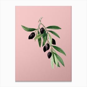 Vintage Olive Tree Branch Botanical on Soft Pink n.0349 Canvas Print