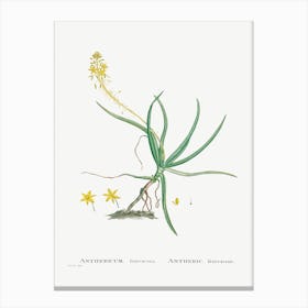 Anthericum Frutescens, Pierre Joseph Redoute Canvas Print