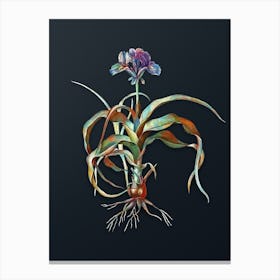 Vintage Iris Scorpiodes Botanical Watercolor Illustration on Dark Teal Blue n.0583 Canvas Print