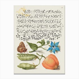 Speckled Wood, Talewort, Garden Pea, And Lantern Plant From Mira Calligraphiae Monumenta Or The Model Book Of Calligraphy (1561–1596), Joris Hoefnagel Canvas Print