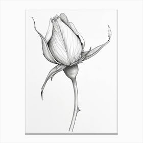 English Rose Blooming Line Drawing 2 Canvas Print