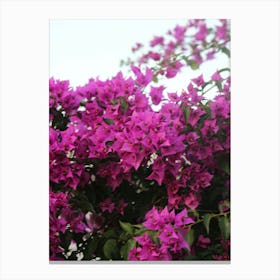 Bougainvillea 1 Canvas Print