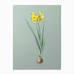 Vintage Daffodil Botanical Art on Mint Green n.0374 Canvas Print