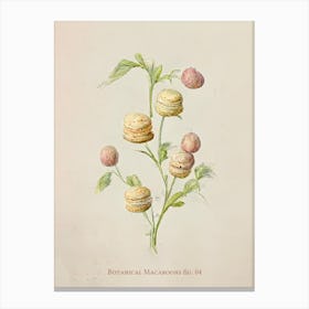Vintage Botanical Macaroons 04 Canvas Print