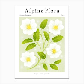 Alpine Flora Mountain Avens Canvas Print