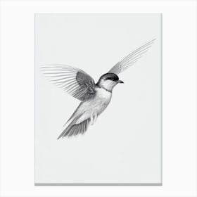 Chimney Swift B&W Pencil Drawing 1 Bird Canvas Print