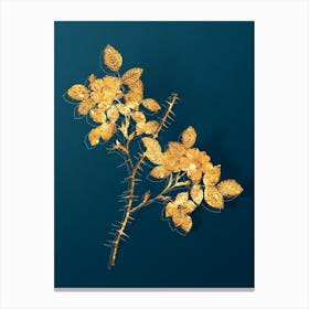 Vintage Spiny Leaved Rose of Dematra Botanical in Gold on Teal Blue Canvas Print
