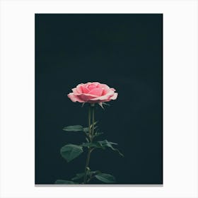 Pink Rose On Black Background 46 Canvas Print