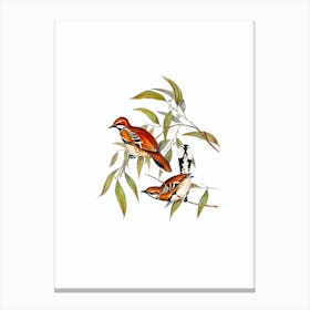 Vintage Cinnamon Quail Thrush Bird Illustration on Pure White Canvas Print