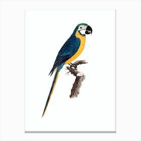 Vintage Blue And Yellow Macaw Bird Illustration on Pure White Canvas Print