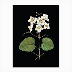 Vintage Catalpa Cordifolia Flower Botanical Illustration on Solid Black n.0407 Canvas Print