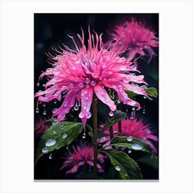 Bee Balm Wildflower In South Western Style (3) Canvas Print