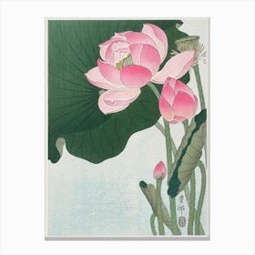 Blooming Lotus Flowers, Ohara Koson Canvas Print