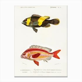 Different Types Of Fishes, Charles Dessalines D'Orbigny 6 Canvas Print