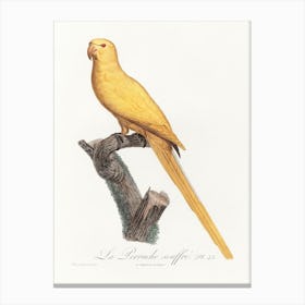 Lutino Parakeet From Natural History Of Parrots, Francois Levaillant Canvas Print