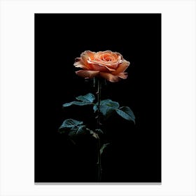 Single Rose On Black Background 14 Canvas Print